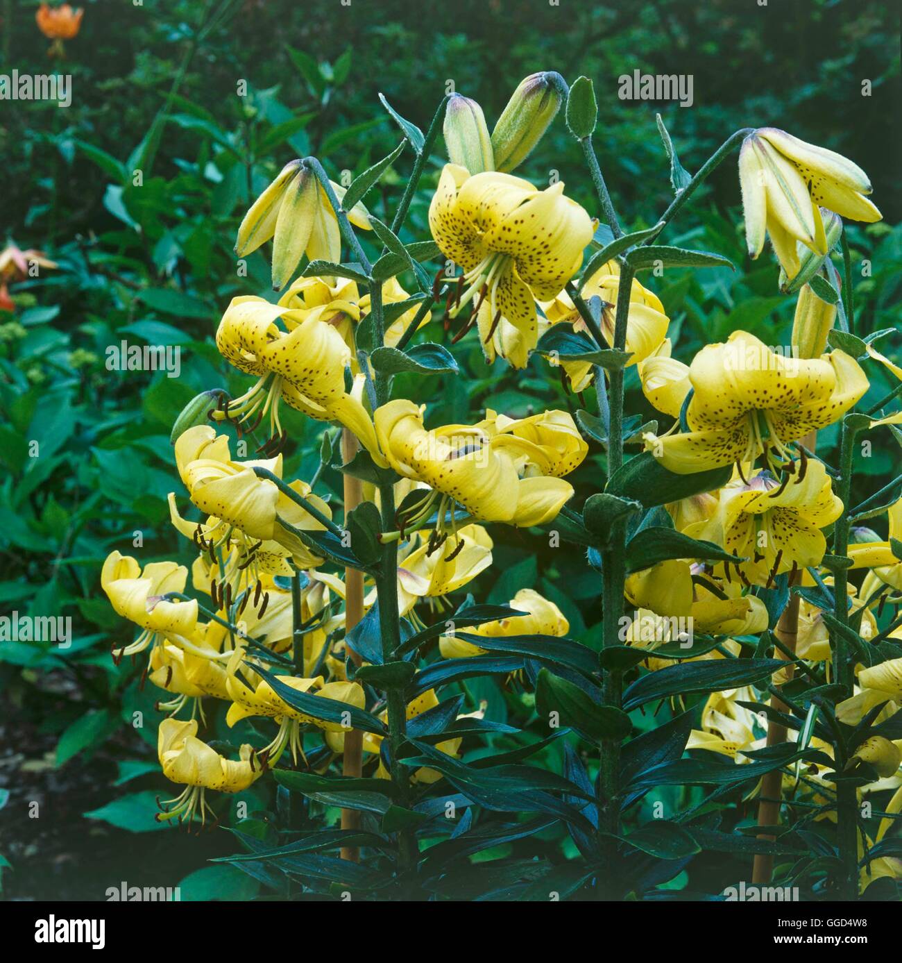 Lilium - `Hornback's Gold'   BUL045059 Stock Photo